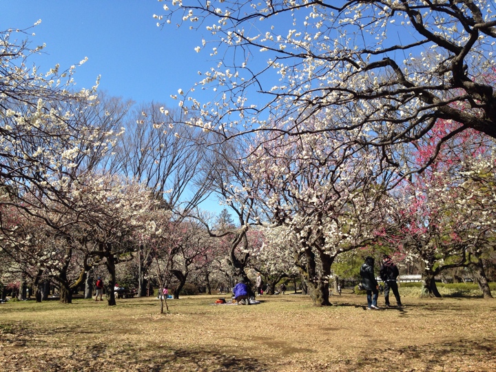 小金井公園の梅