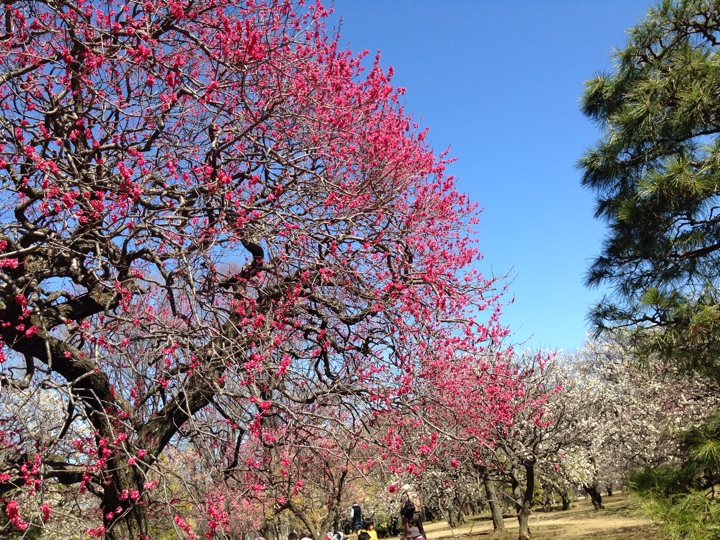 小金井公園の梅