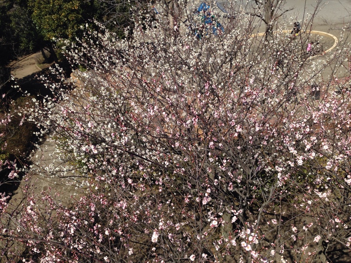 東部公園梅の花