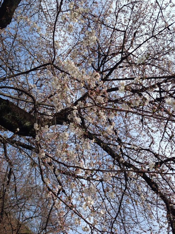 小金井公園の桜2014 三分咲き(2014/03/29)