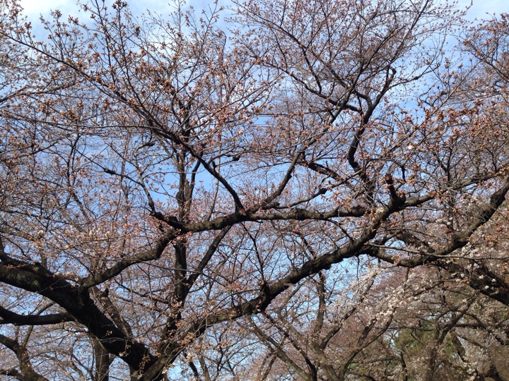 小金井公園の桜2014 三分咲き(2014/03/29)