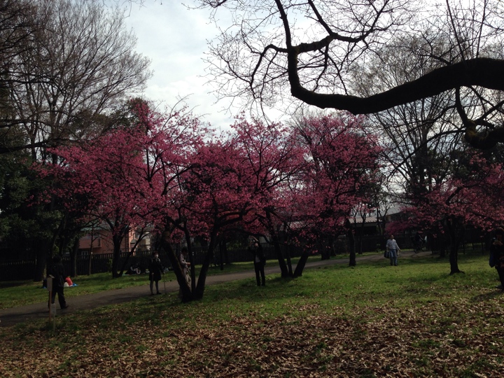 小金井公園の桜2014