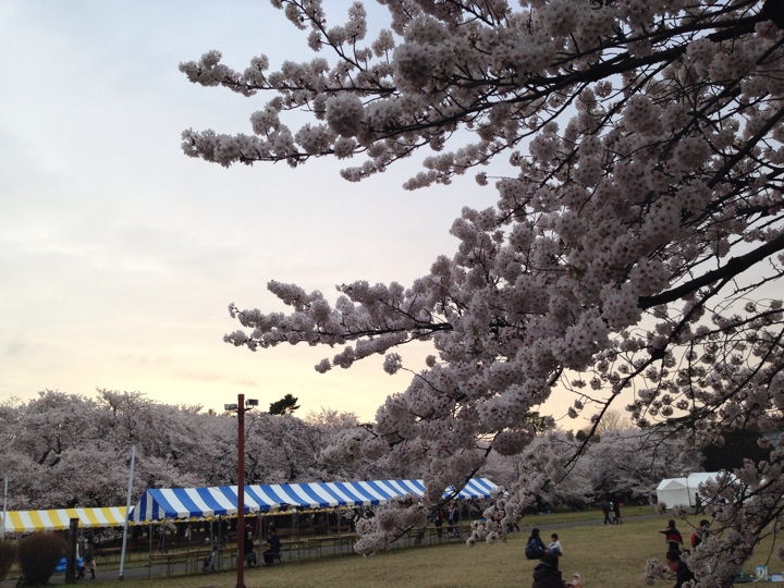 小金井公園の桜2014年4月2日 17時頃9