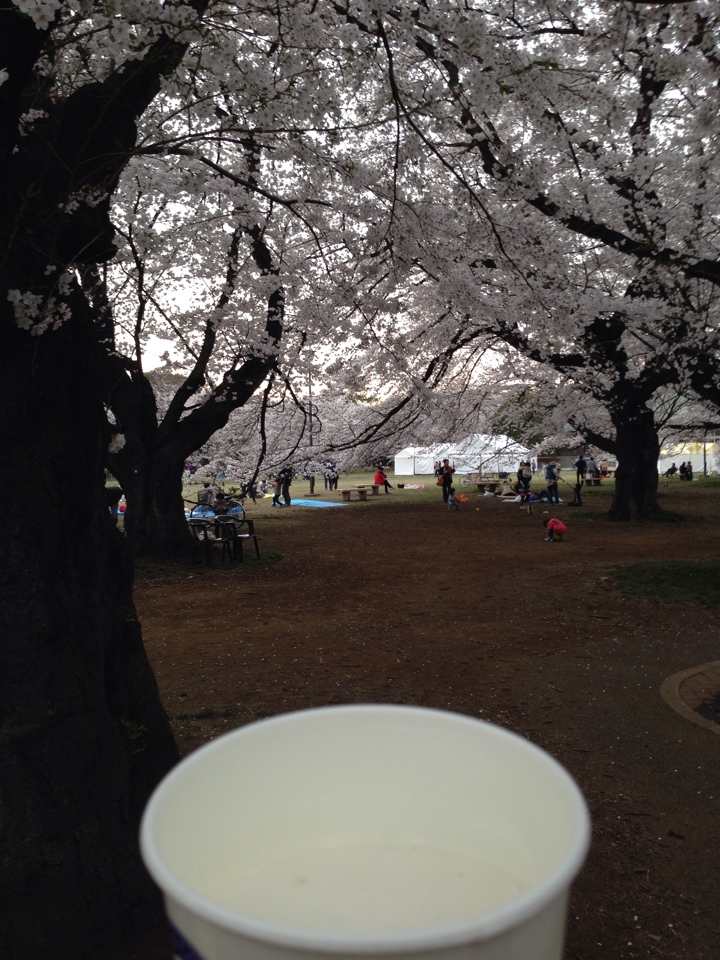 小金井公園の桜2014年4月2日 17時頃8