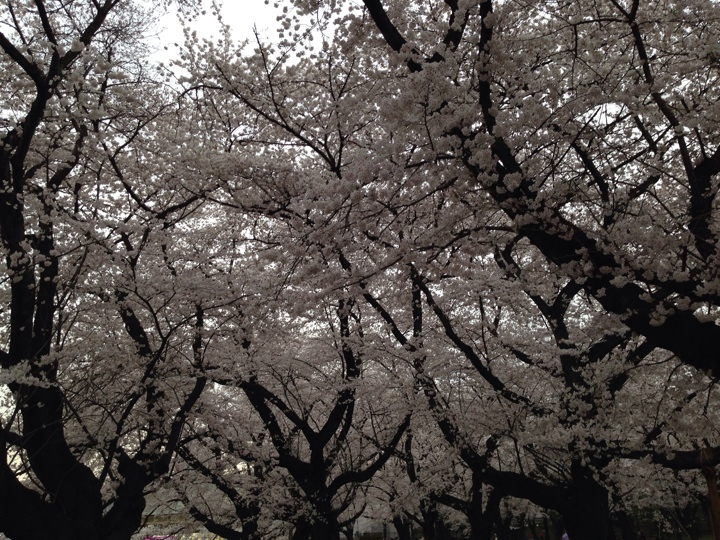 小金井公園の桜2014年4月2日 17時頃7