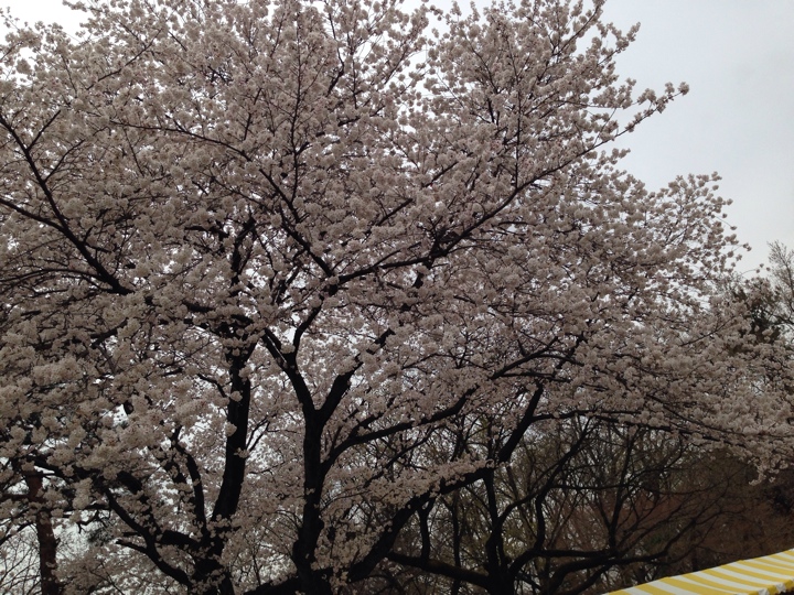 小金井公園の桜2014年4月2日 17時頃5