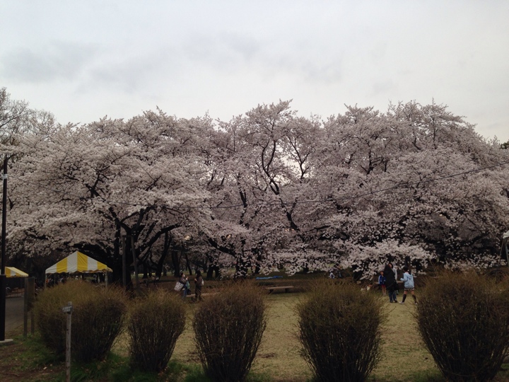 小金井公園の桜2014年4月2日 17時頃4