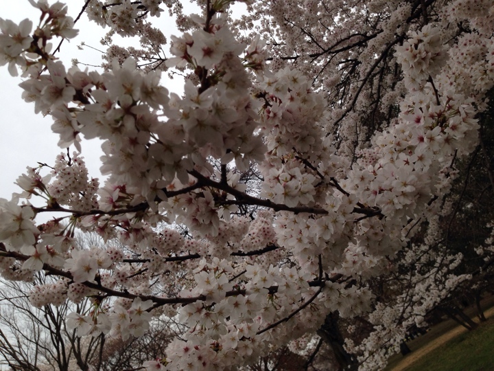 小金井公園の桜2014年4月2日 17時頃3