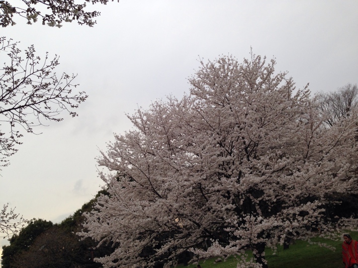 小金井公園の桜2014年4月2日 17時頃2