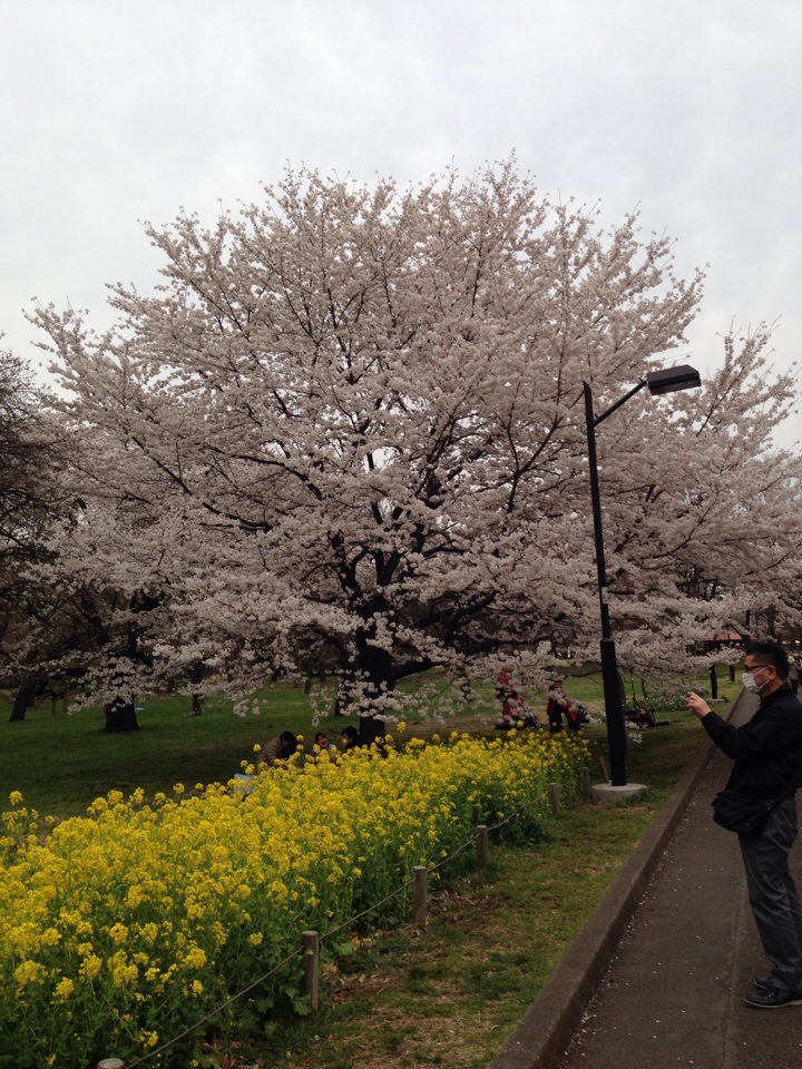 小金井公園の桜2014年4月2日 17時頃