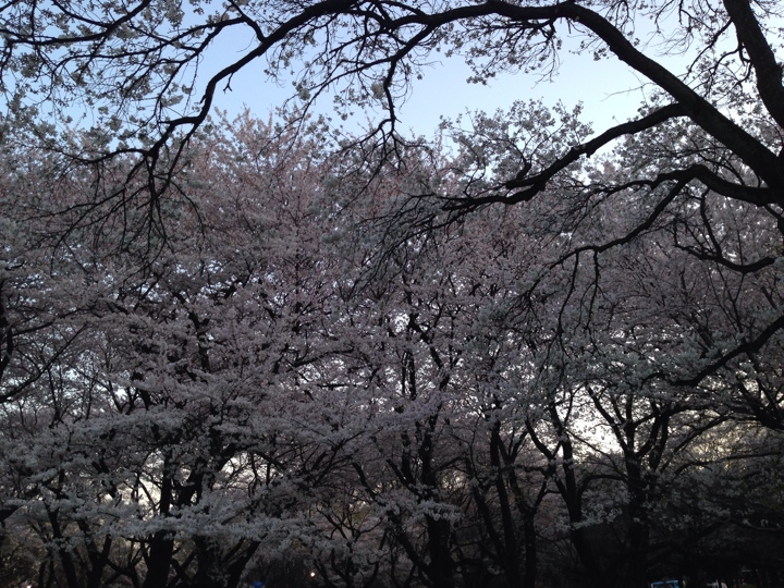小金井公園の桜2014（平成26年4月5日(土)）夜