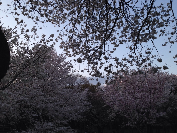 小金井公園の桜2014（平成26年4月5日(土)）夜