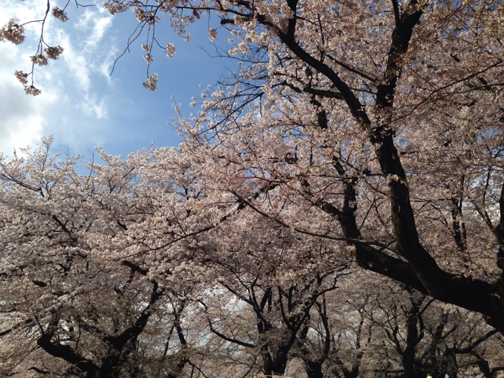 小金井公園の桜2014（平成26年4月5日(土)）昼