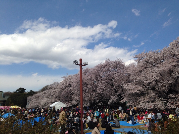 小金井公園の桜2014（平成26年4月5日(土)）昼