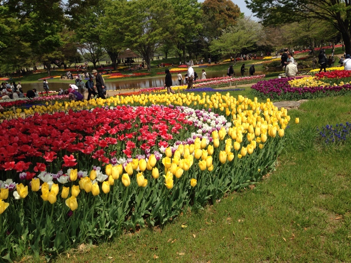 昭和記念公園 2014　チューリップ写真1