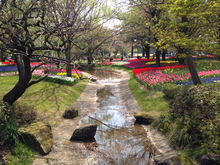 昭和記念公園 2014　チューリップ写真21