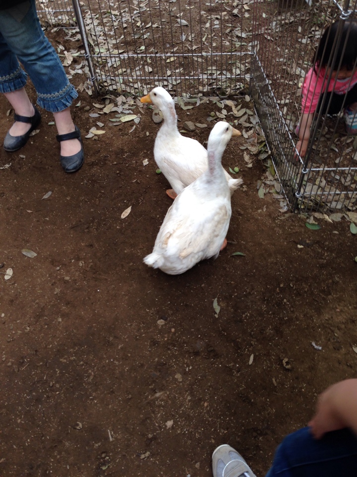 小金井公園の江戸東京たてもの園 臨時動物ふれあい あひる