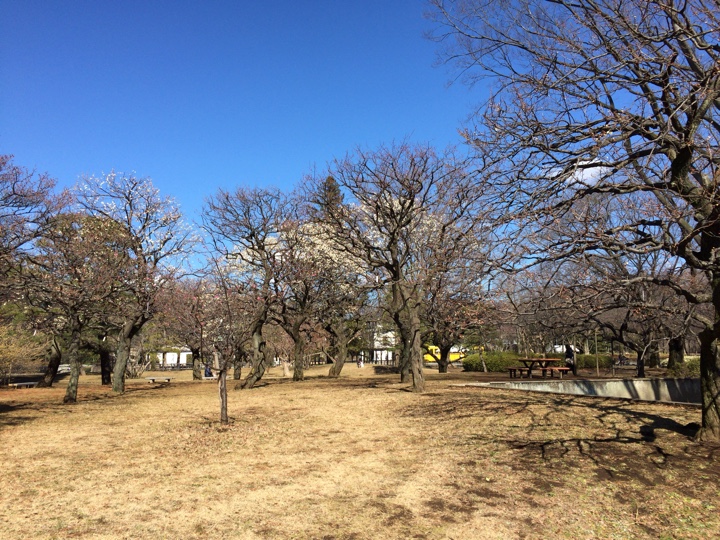 2015年2月19日の小金井公園の梅