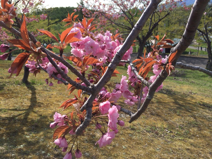東明公園八重桜3