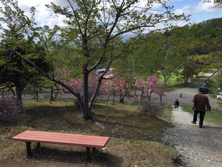 東明公園八重桜2