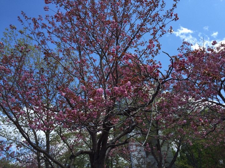 東明公園八重桜1