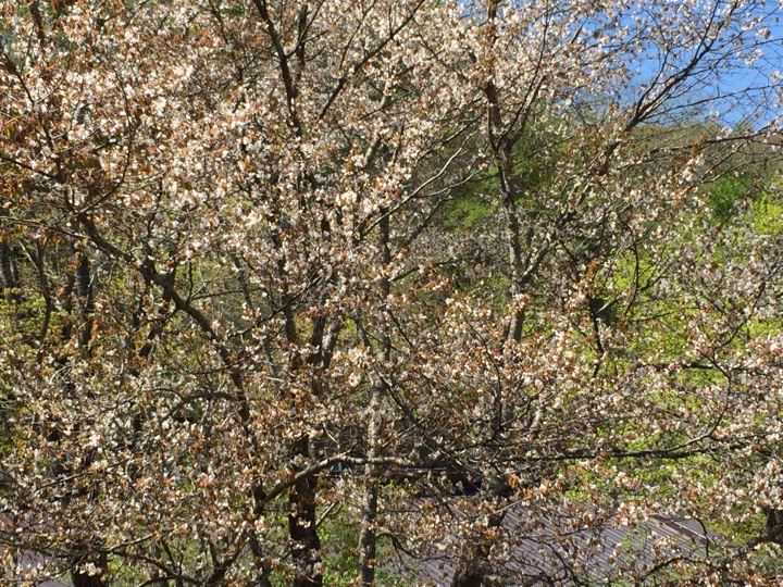 滝野すずらん丘陵公園の桜2