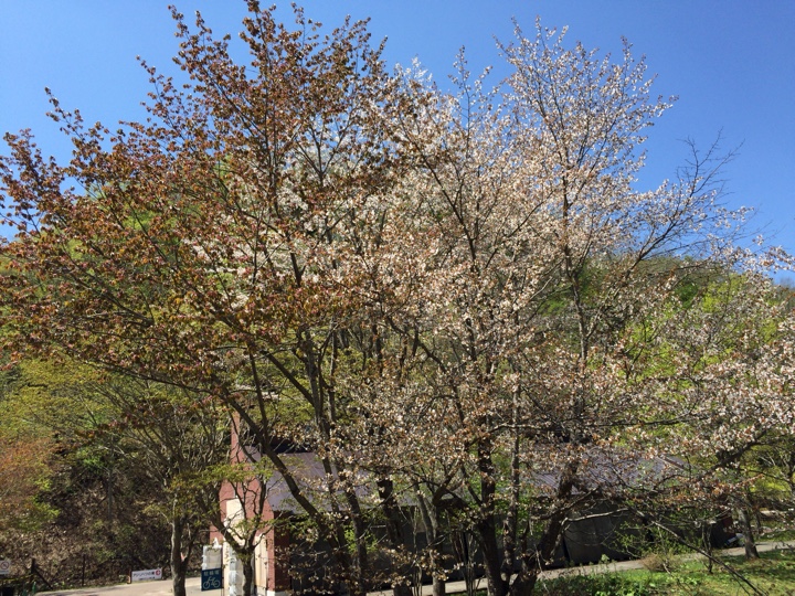 滝野すずらん丘陵公園の桜
