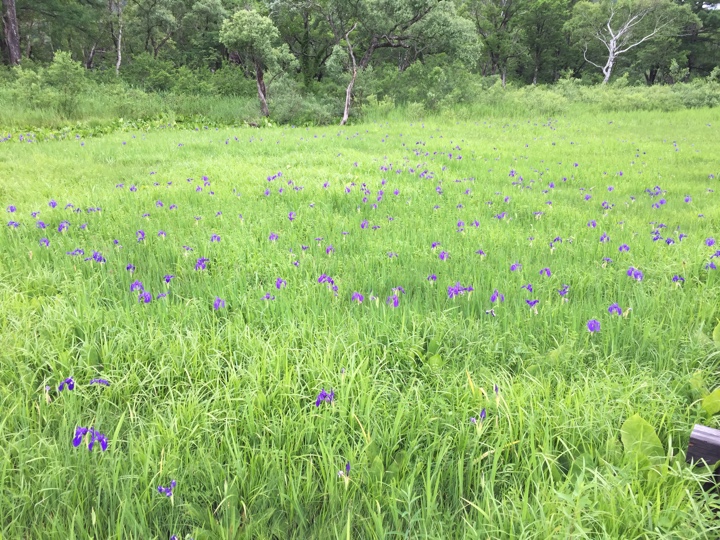 尾瀬山岳湿原 紫の花拡大