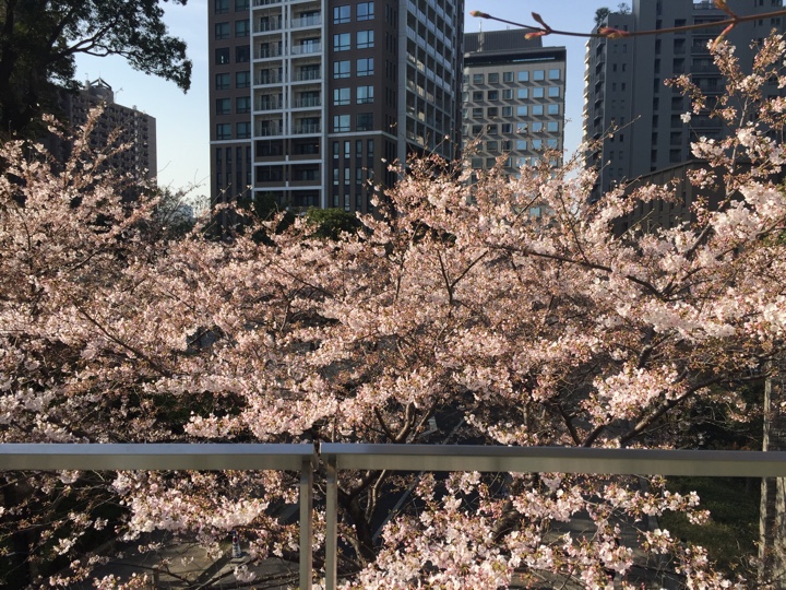 泉ガーデンギャラリーへ行く橋からの桜