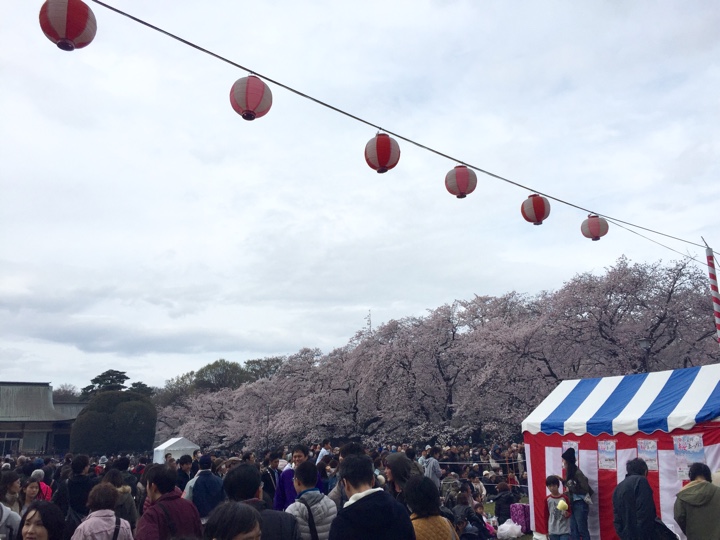 小金井公園の桜
