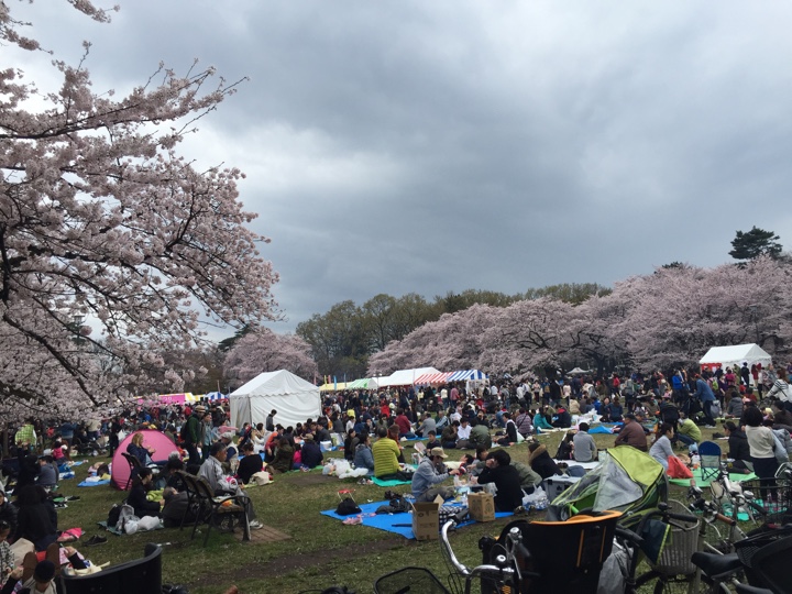 小金井公園の桜