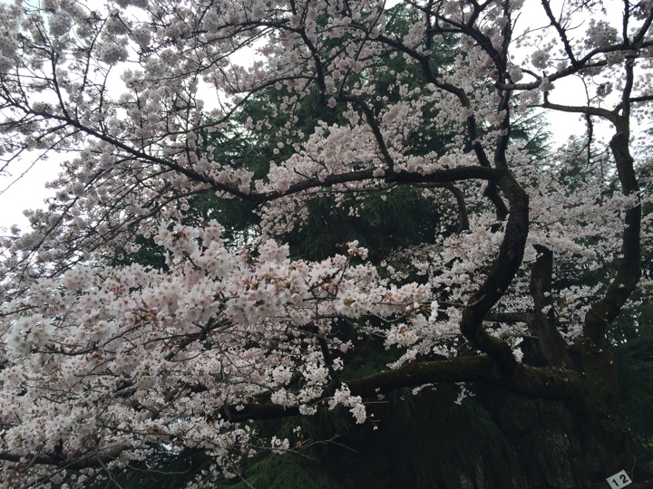 小金井公園の桜
