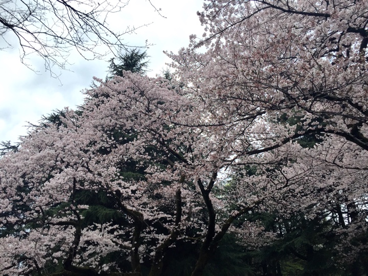 小金井公園の桜
