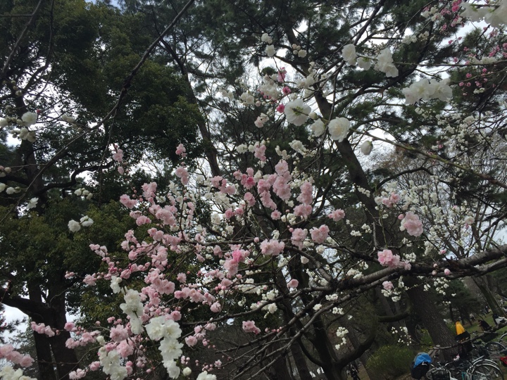 小金井公園の桜