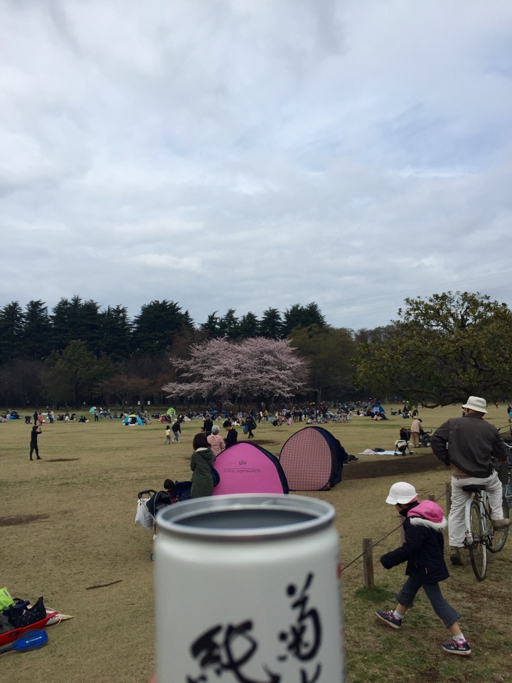 小金井公園の桜と日本酒