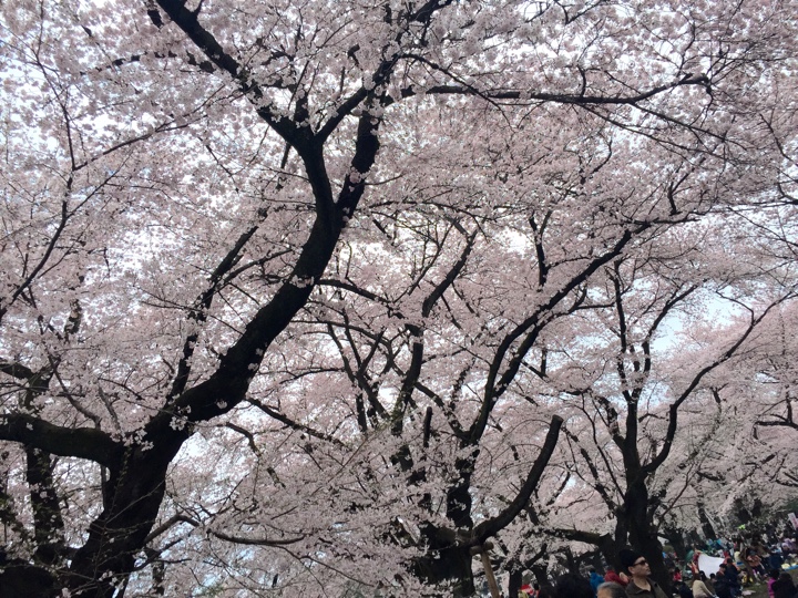 小金井公園の桜