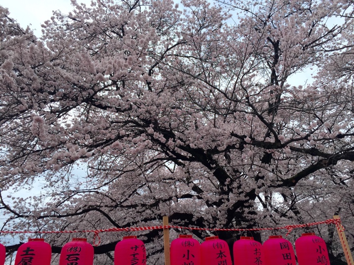 小金井公園の桜