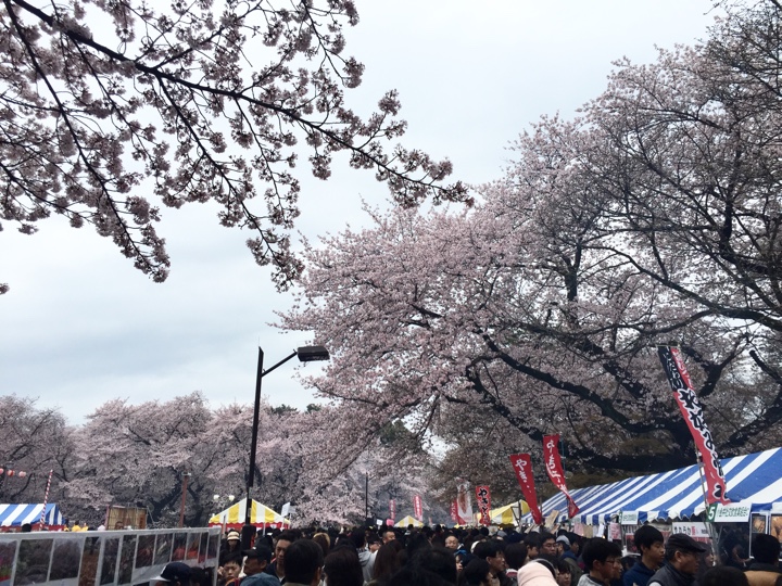 小金井公園の桜