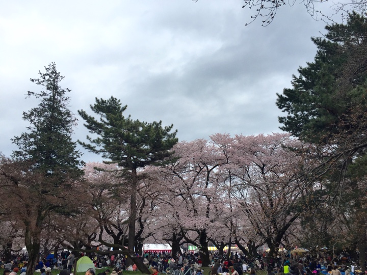 小金井公園の桜