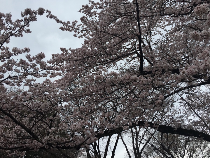 小金井公園の桜