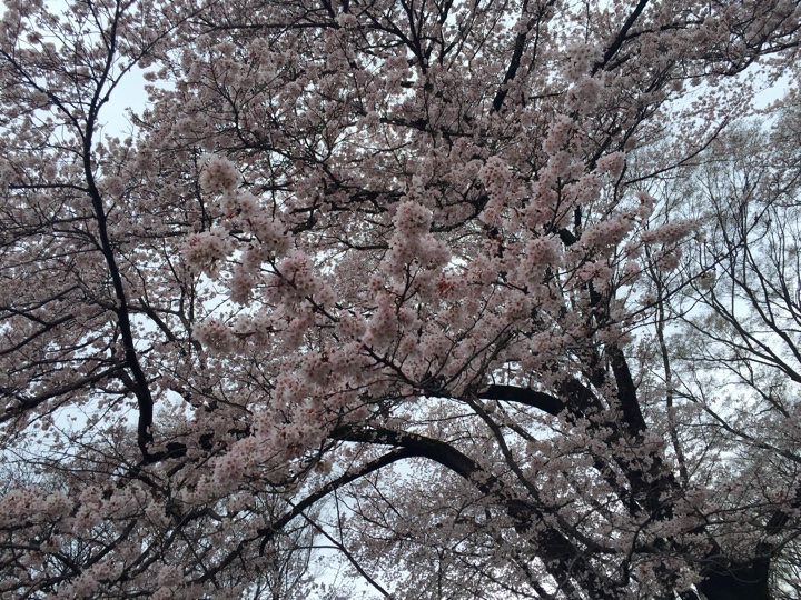 小金井公園の桜