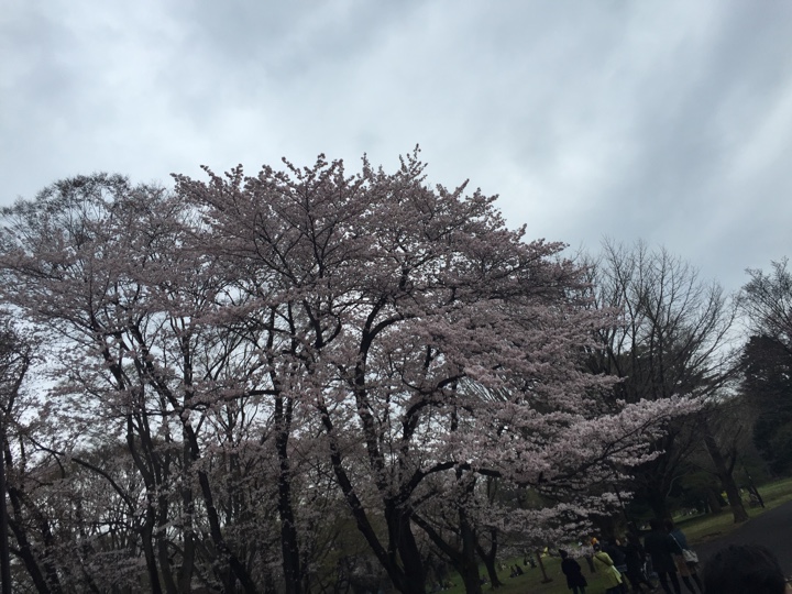 小金井公園の桜