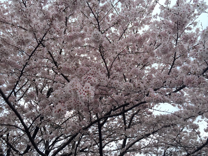 小金井公園の櫻