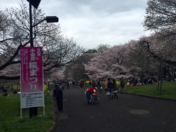 第62回小金井桜まつり