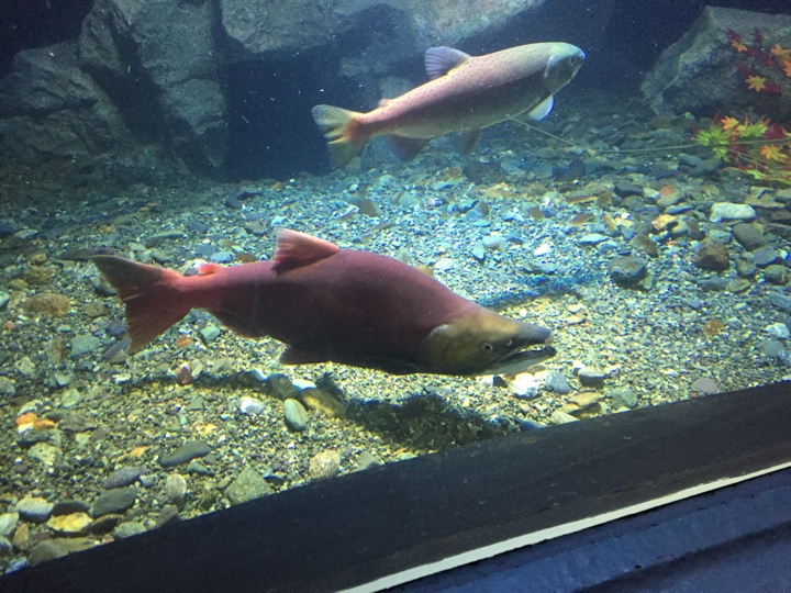 紅鮭