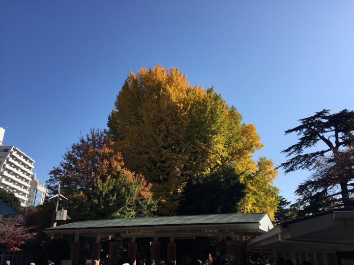 新宿御苑 紅葉