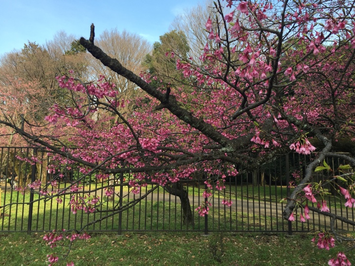 小金井公園の桜2017年4月2日