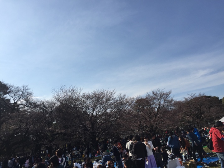 小金井公園の桜2017年4月2日