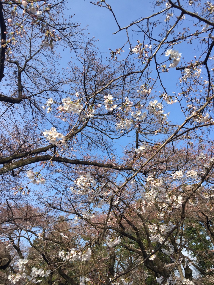 小金井公園の桜2017年4月2日