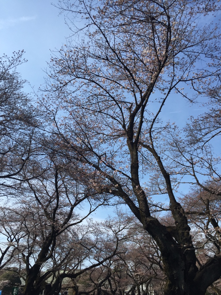 小金井公園の桜2017年4月2日